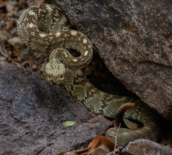 Rattlesnake Season Information - Las Cruces Today
