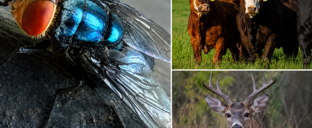 New World screwworm fly shown with cattle and deer, illustrating risks to livestock, wildlife, pets, and rarely humans.