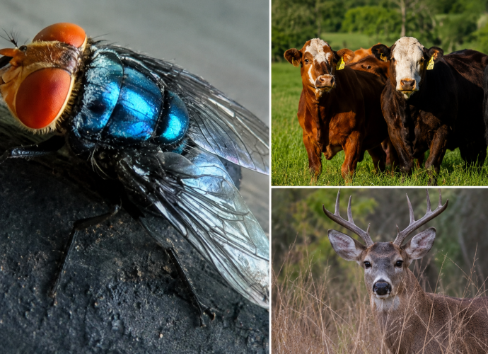 New World screwworm fly shown with cattle and deer, illustrating risks to livestock, wildlife, pets, and rarely humans.
