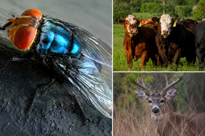New World screwworm fly shown with cattle and deer, illustrating risks to livestock, wildlife, pets, and rarely humans.